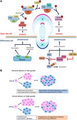 Asymmetric Cell Division and Tumor Heterogeneity